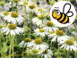 Preview: Roter Sonnenhut echinacea purpurea